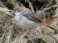 Rattling Cisticola