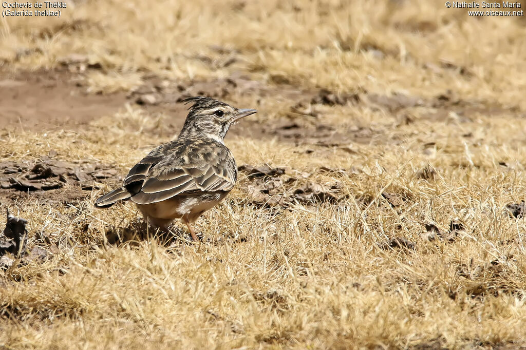 Cochevis de Théklaadulte, identification, habitat