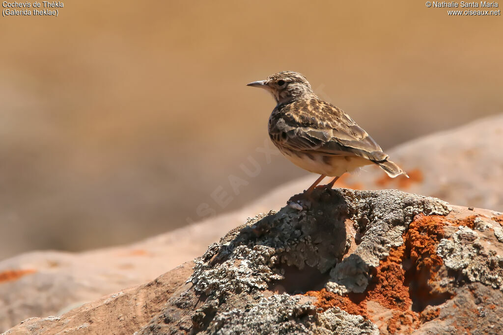 Thekla's Lark, identification, habitat