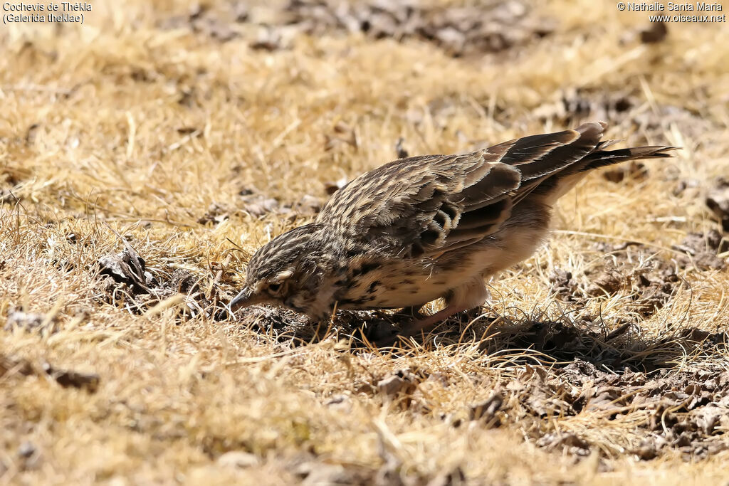 Cochevis de Théklaadulte, identification, pêche/chasse