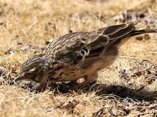 Cochevis de Thékla