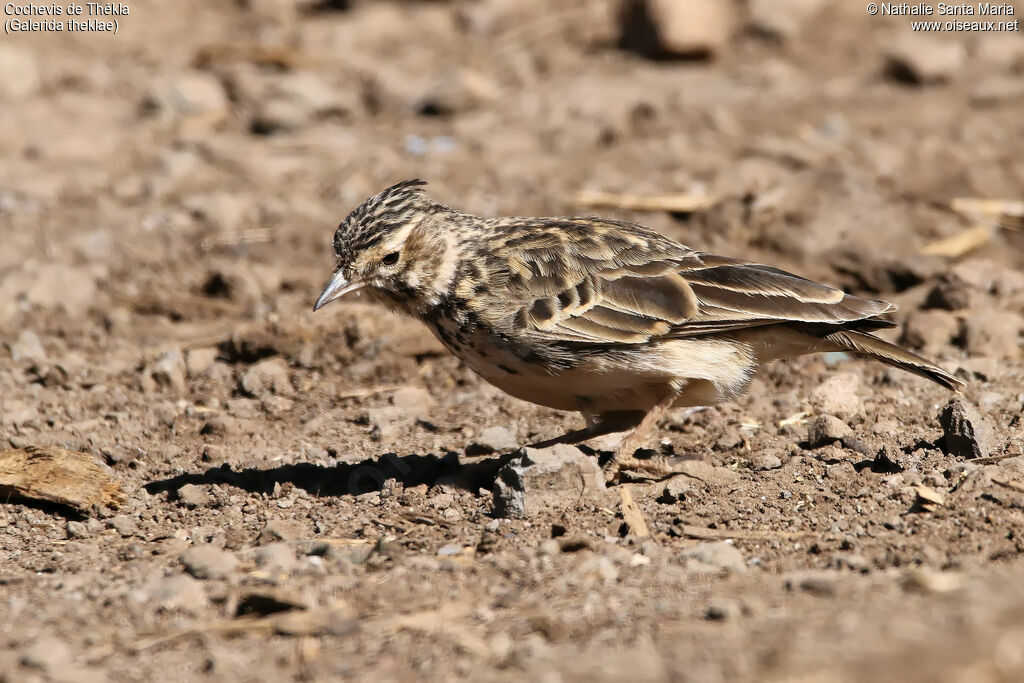 Thekla's Larkadult, identification, habitat