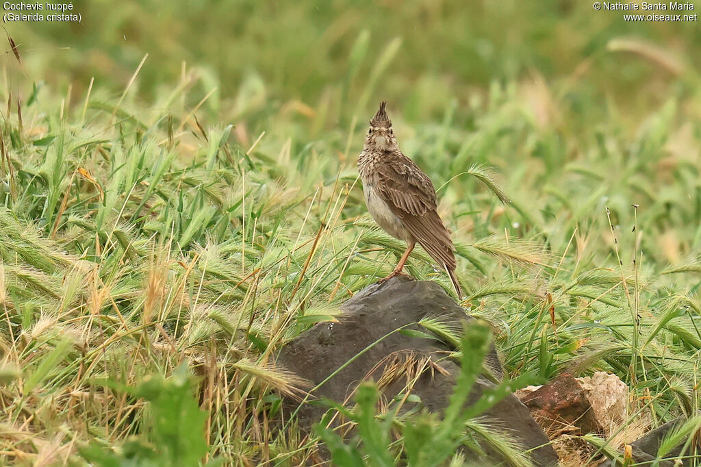 Cochevis huppé adulte, identification