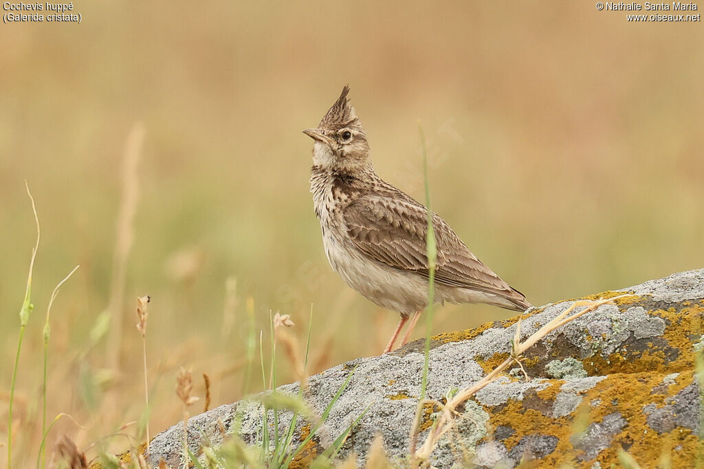 Cochevis huppé adulte, identification, pigmentation