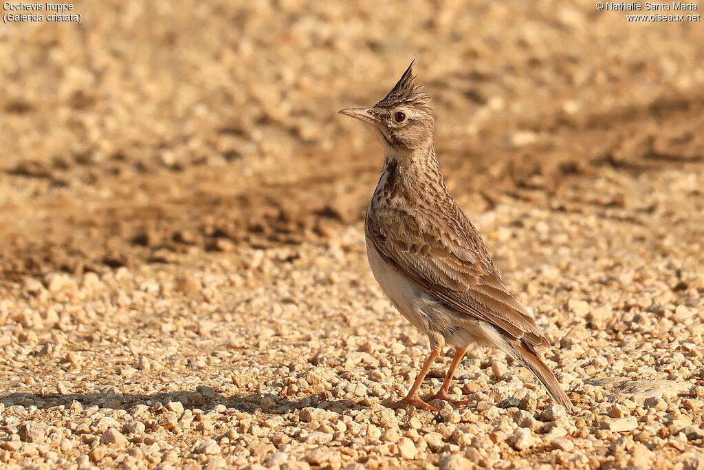 Cochevis huppé