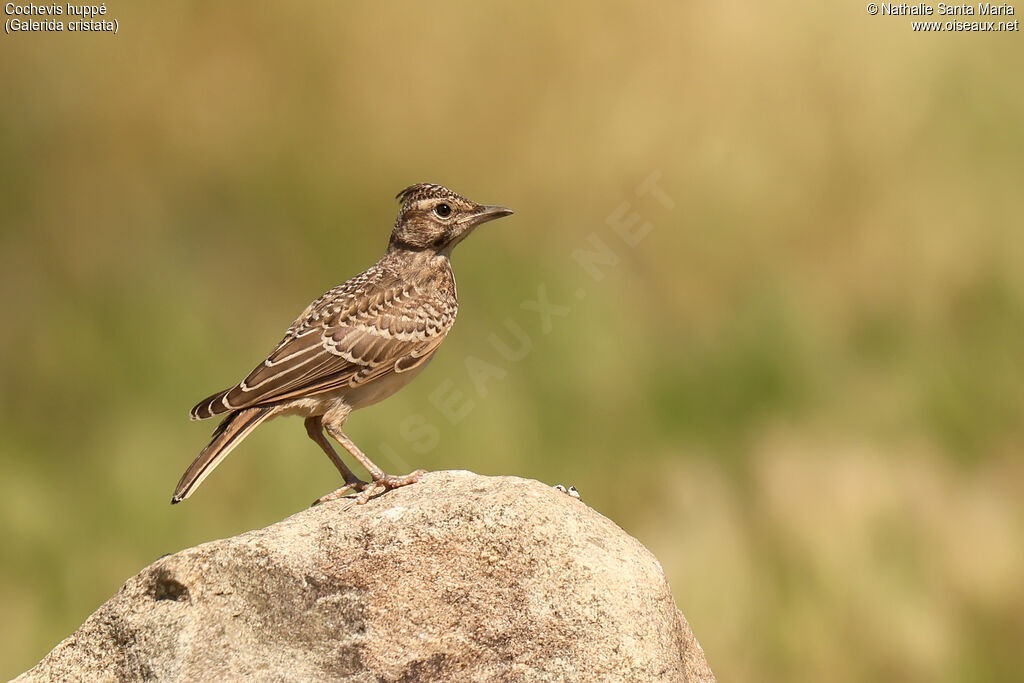 Cochevis huppé