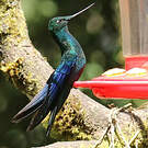 Colibri à ailes saphir