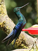 Colibri à ailes saphir