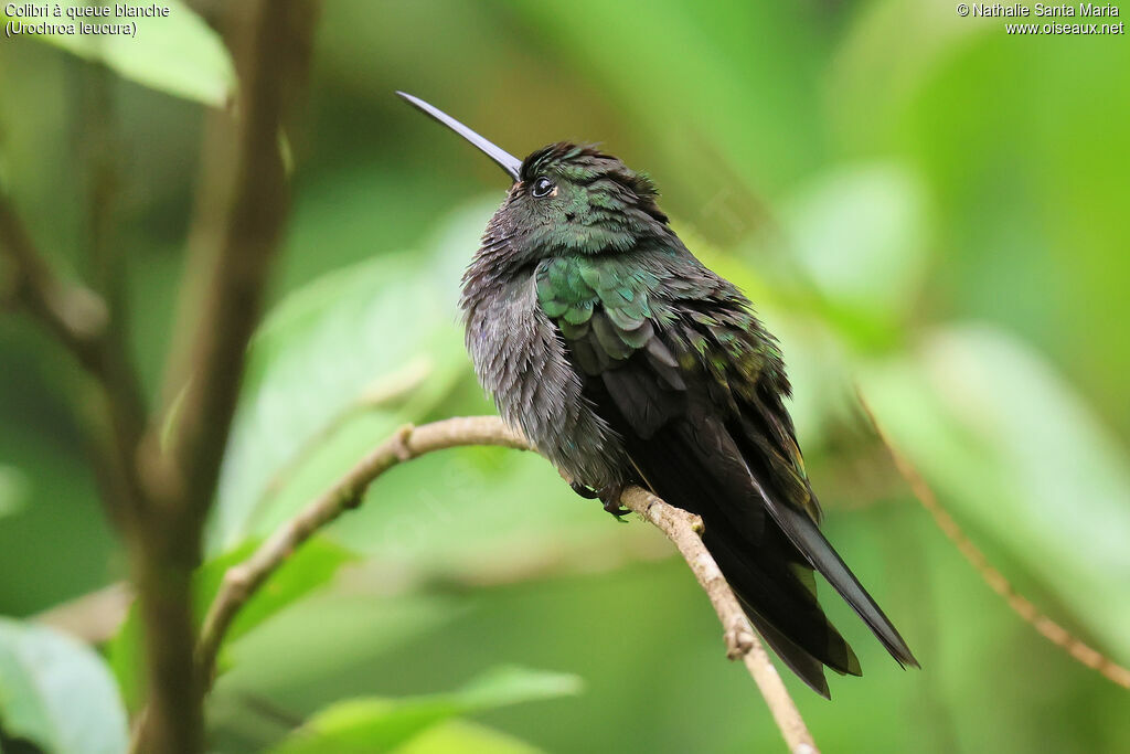 Colibri à queue blancheimmature, identification