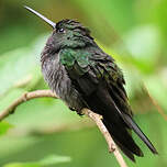 Colibri à queue blanche