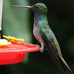 Colibri à queue blanche