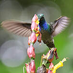 Colibri à queue blanche