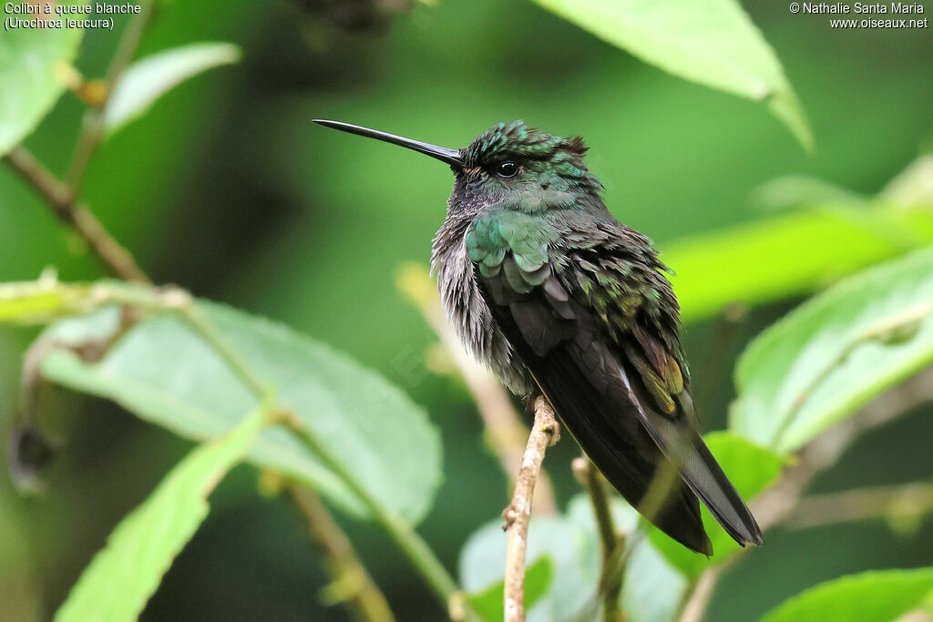 Colibri à queue blancheimmature, identification