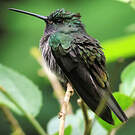 Colibri à queue blanche