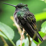 Colibri à queue blanche
