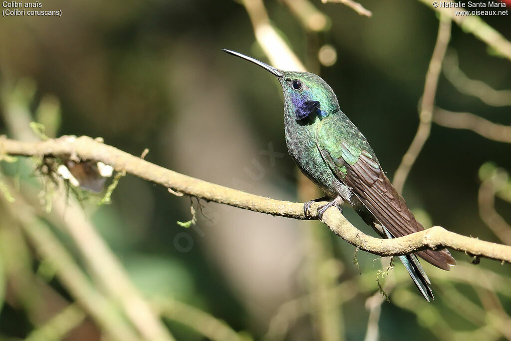 Colibri anaïsadulte, identification