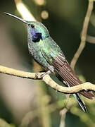 Sparkling Violetear