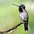 Colibri corinne