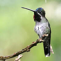 Colibri corinne
