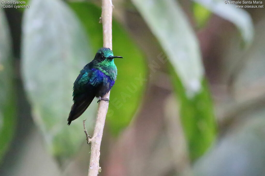 Colibri cyanoteadulte, identification