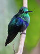 Colibri cyanote