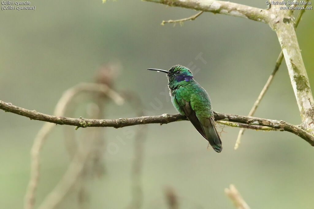 Lesser Violetearadult, identification