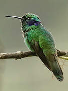 Lesser Violetear