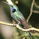 Colibri d'Anaïs