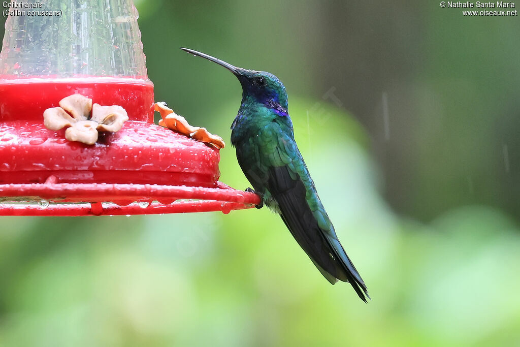 Colibri d'Anaïs