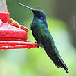 Colibri d'Anaïs