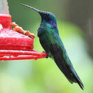 Colibri d'Anaïs