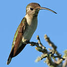 Colibri d'Eliza