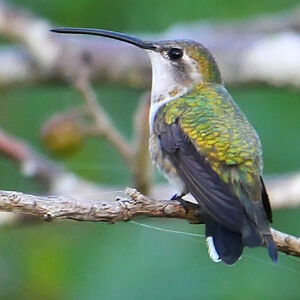 Colibri d'Eliza