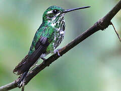 Purple-bibbed Whitetip