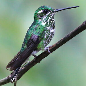 Colibri de Benjamin