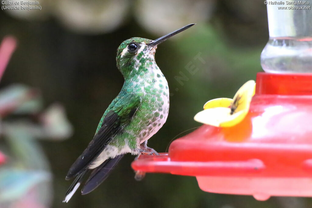 Purple-bibbed Whitetip female adult, identification