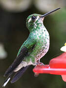 Purple-bibbed Whitetip