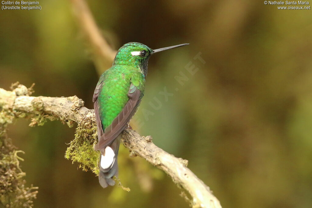 Purple-bibbed Whitetip male adult breeding, identification