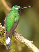 Purple-bibbed Whitetip