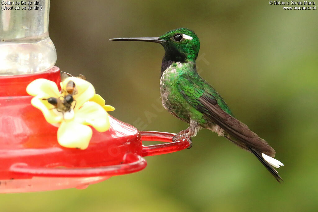 Colibri de Benjamin mâle adulte nuptial, identification