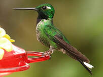 Colibri de Benjamin