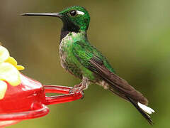 Purple-bibbed Whitetip