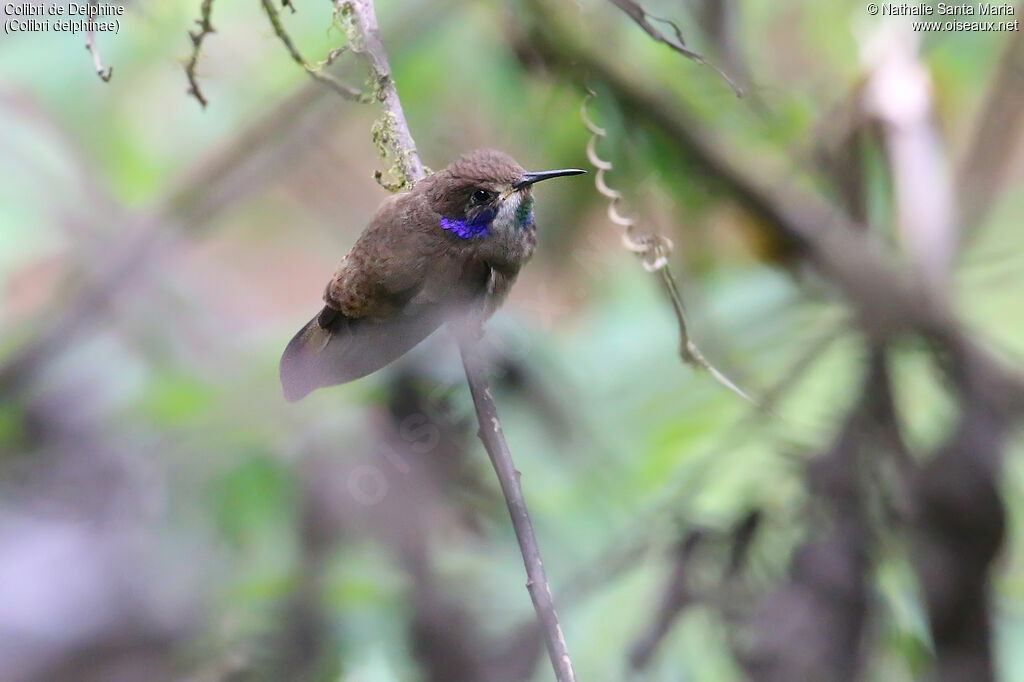 Colibri de Delphineadulte, identification