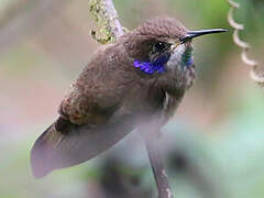 Brown Violetear