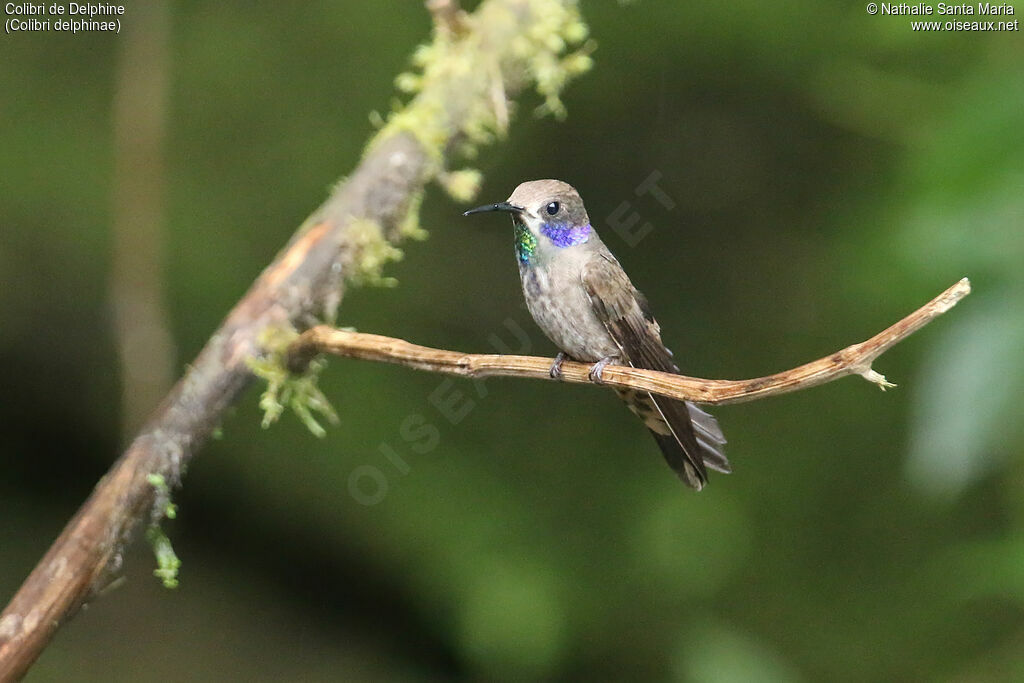 Colibri de Delphineadulte, identification