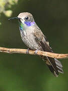 Brown Violetear