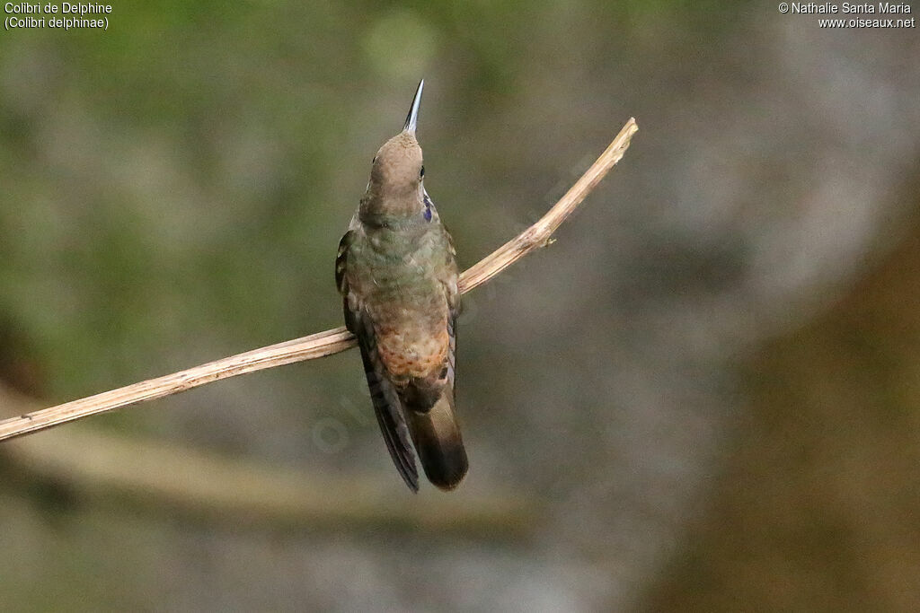 Colibri de Delphineadulte, identification