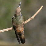 Colibri de Delphine