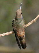 Colibri de Delphine