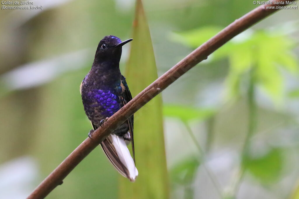 Colibri de Jardineadulte, identification